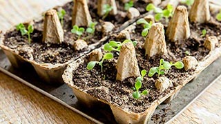 Egg Carton Seed Pot Egg Carton Seed Pot