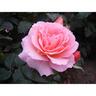 Rose Bush My Mum 4.7 litre