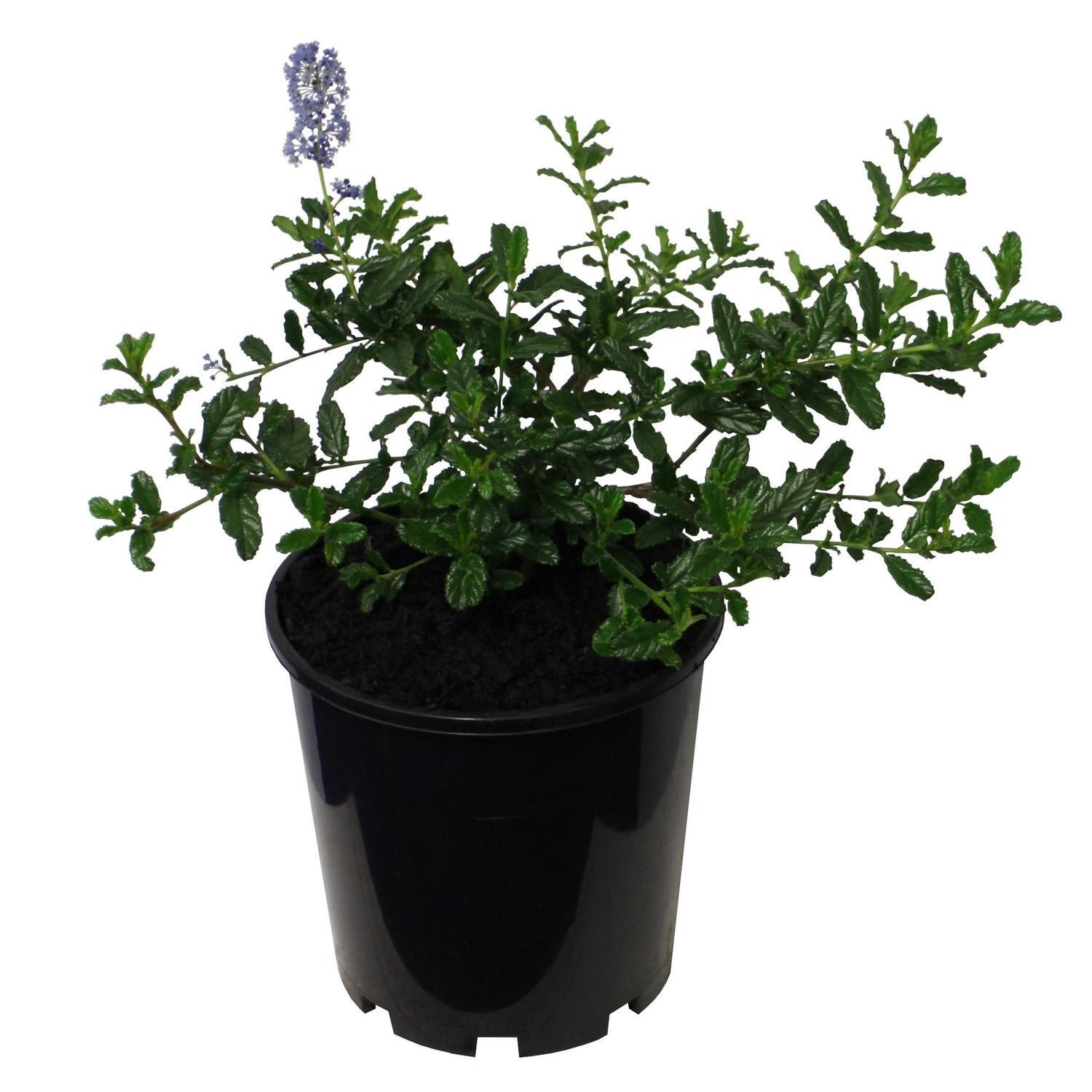 Ceanothus Joyce Coulter 3.3 litre