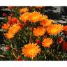 Mesembryanthemum Orangeade