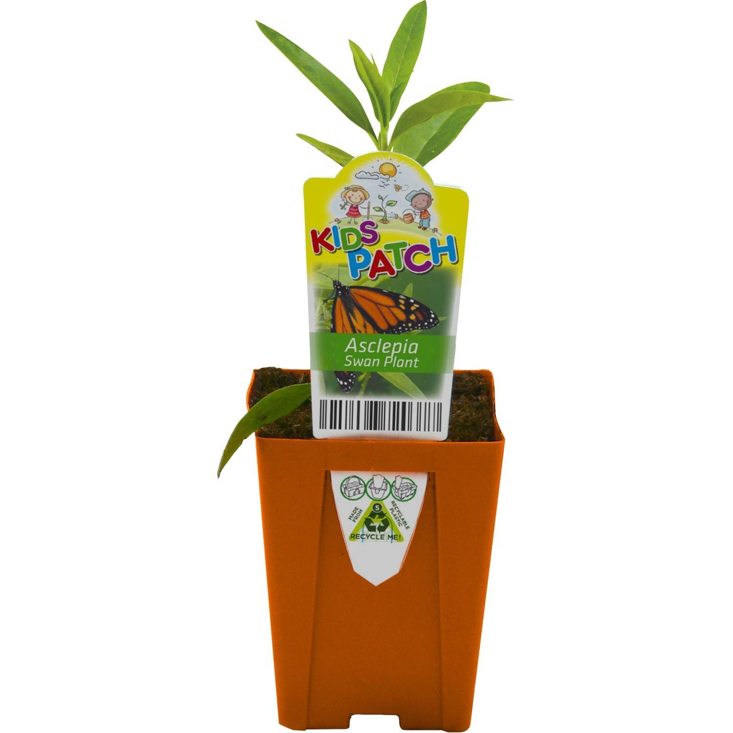 Swan Plant