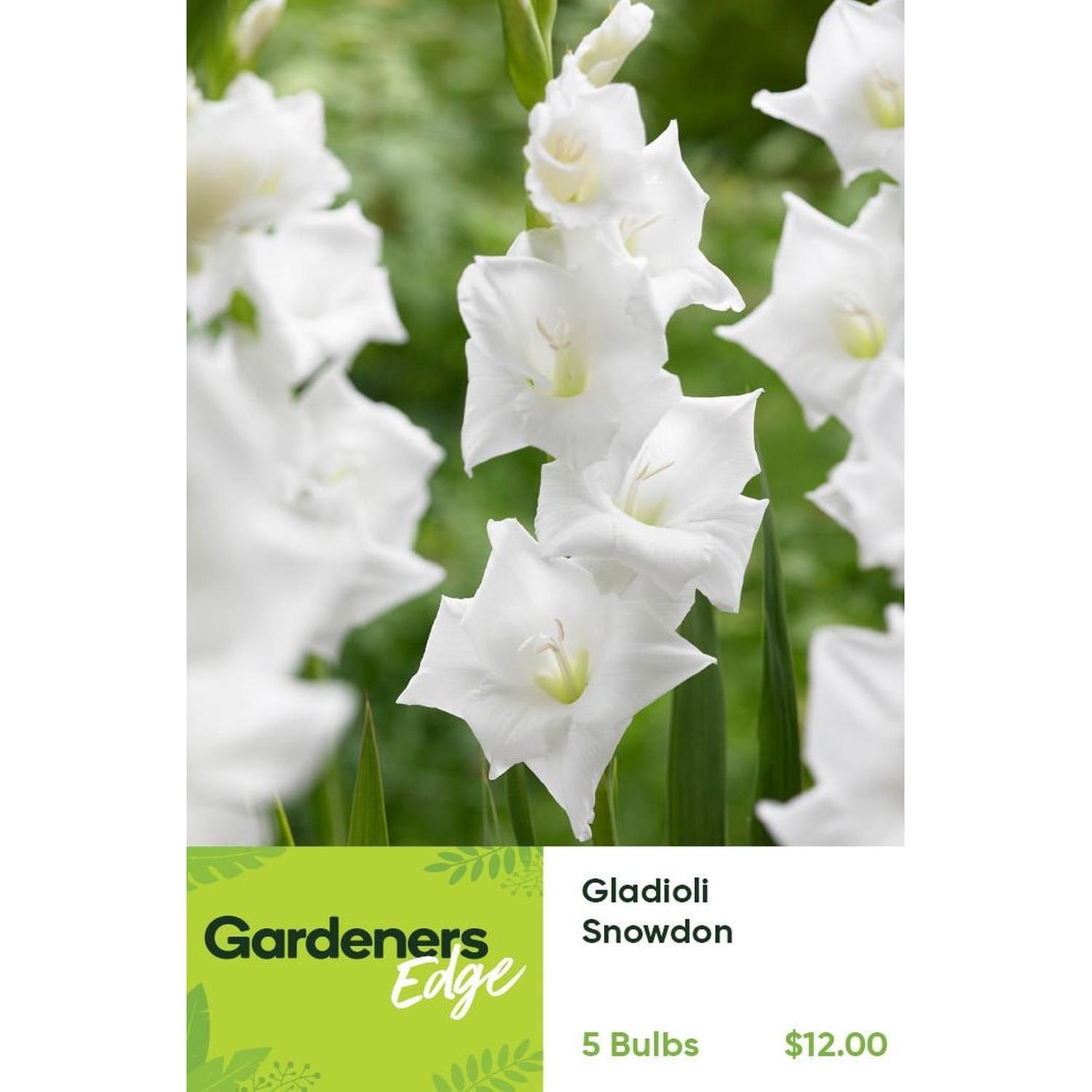 Gladioli Snowdon&nbsp;Pack of 5