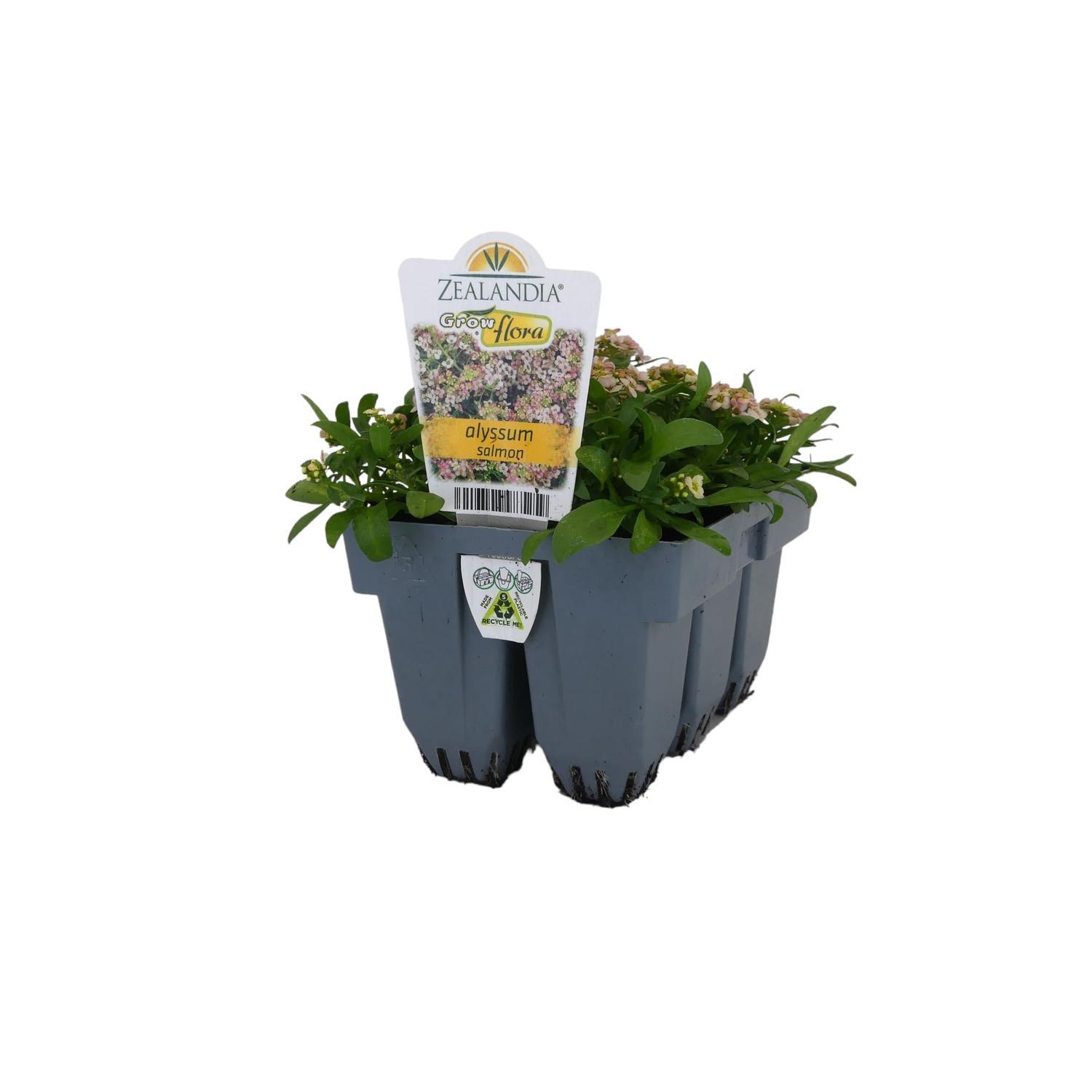 Alyssum Salmon