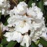 Rhododendron 'Mt Everest'