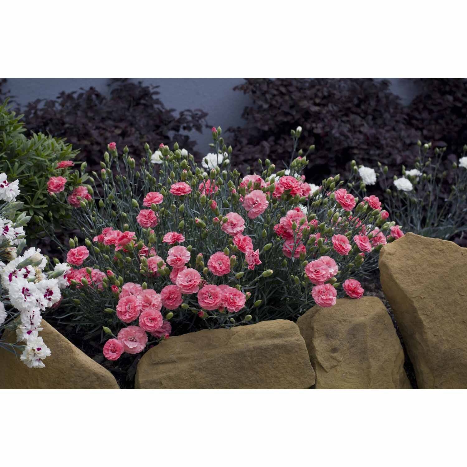 Dianthus Romance