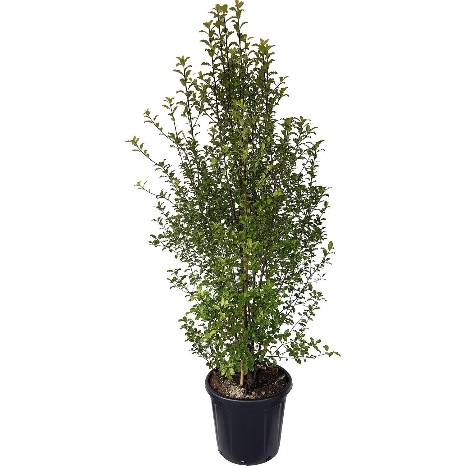 Pittosporum Tasman Ruffles