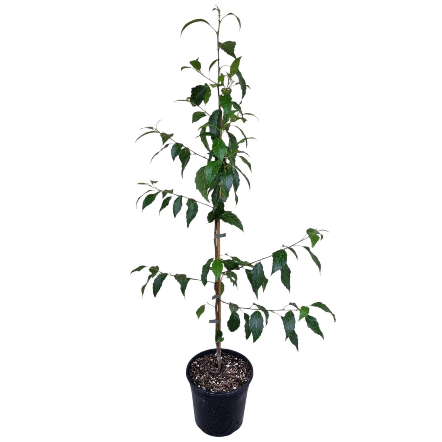 Alnus Jorullensis 4L