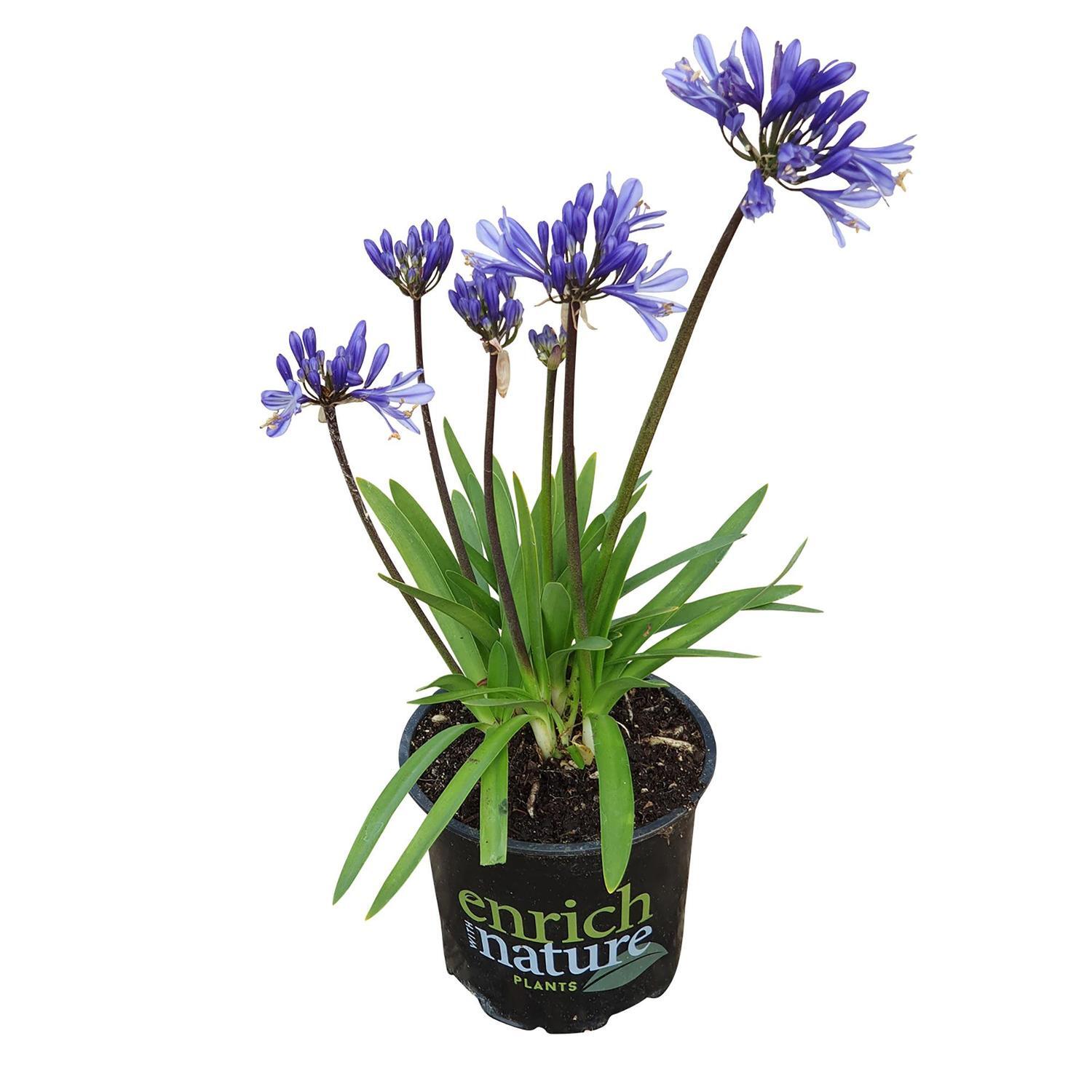Agapanthus Charlotte