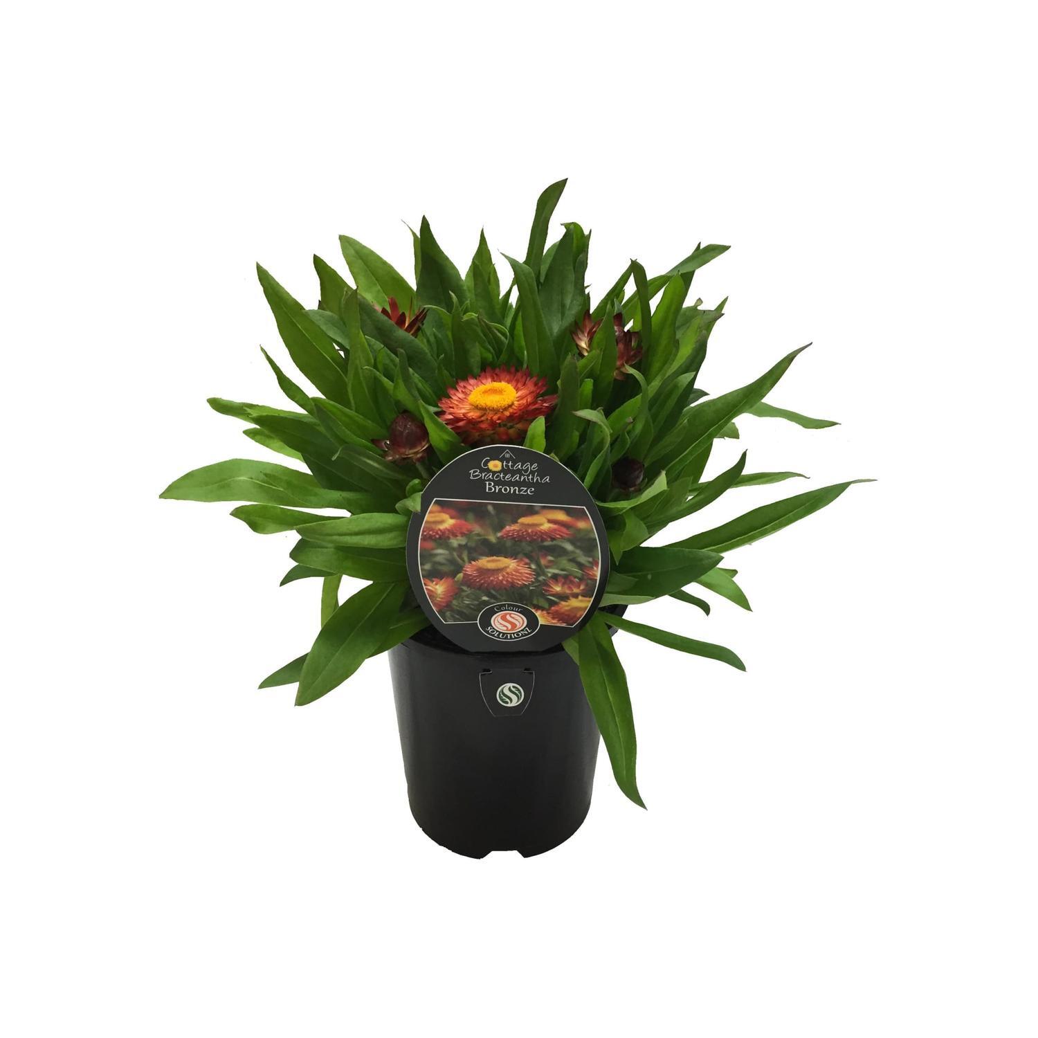 Cottage Bracteantha
