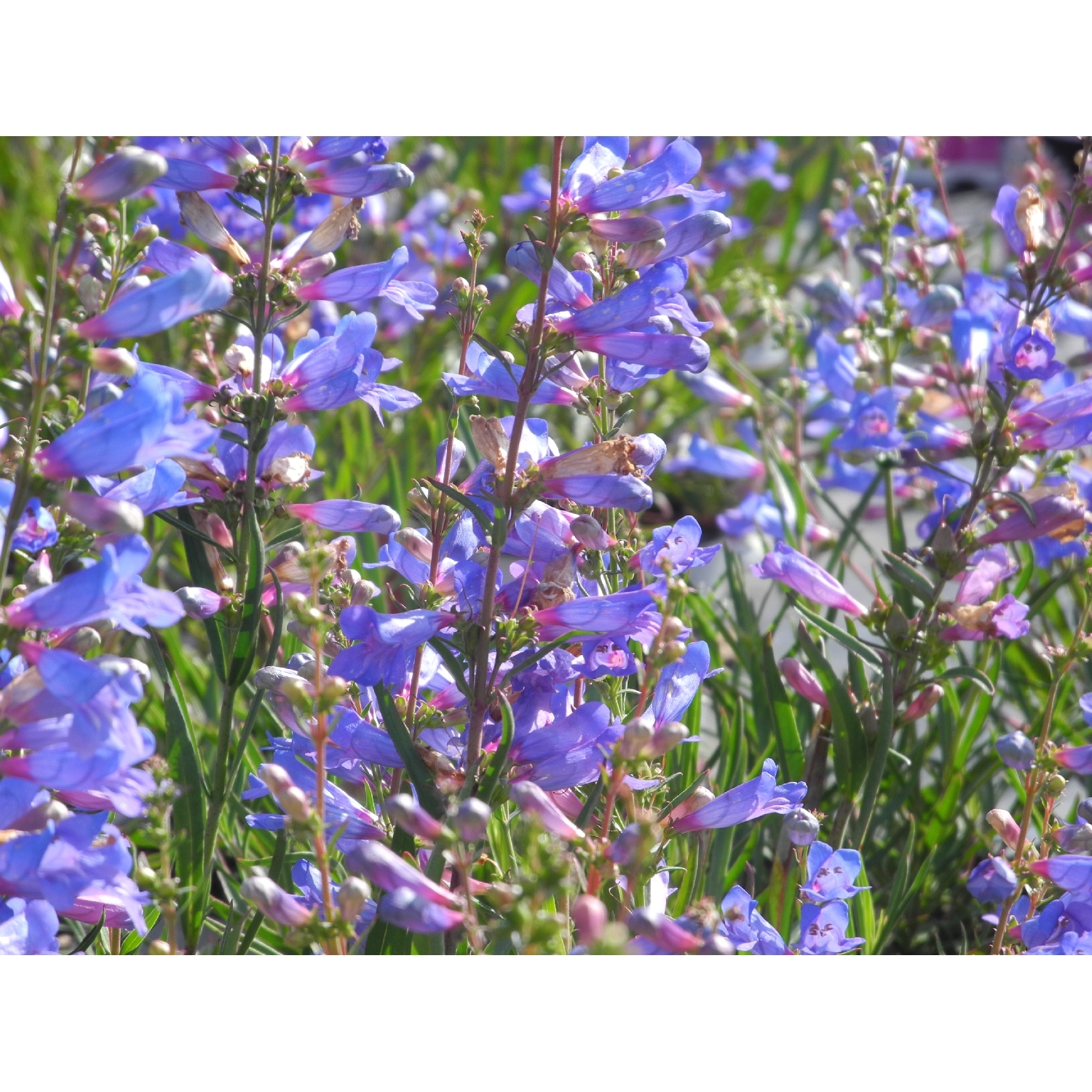 Penstemon True Blue