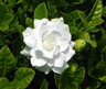Gardenia Veitchii