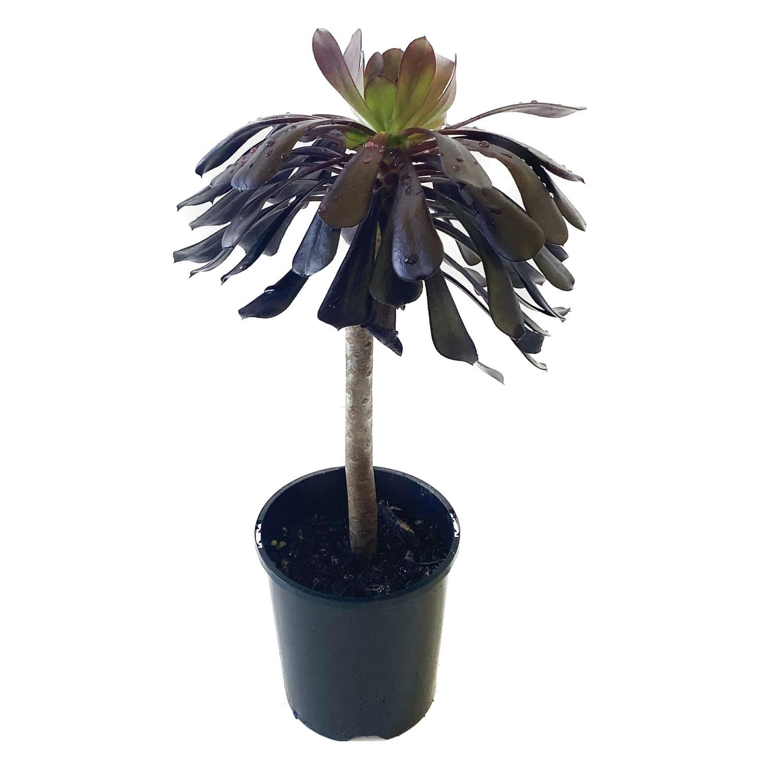 Aeonium Schwarzkopf 14cm