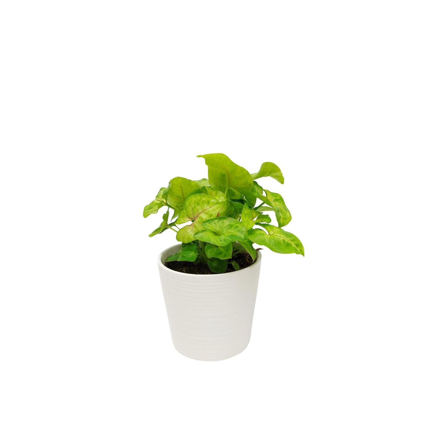 Syngonium Golden Allusion in Ceramic Pot
