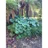 Ligularia Reniformis