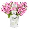Petunia Pink Star Charm
