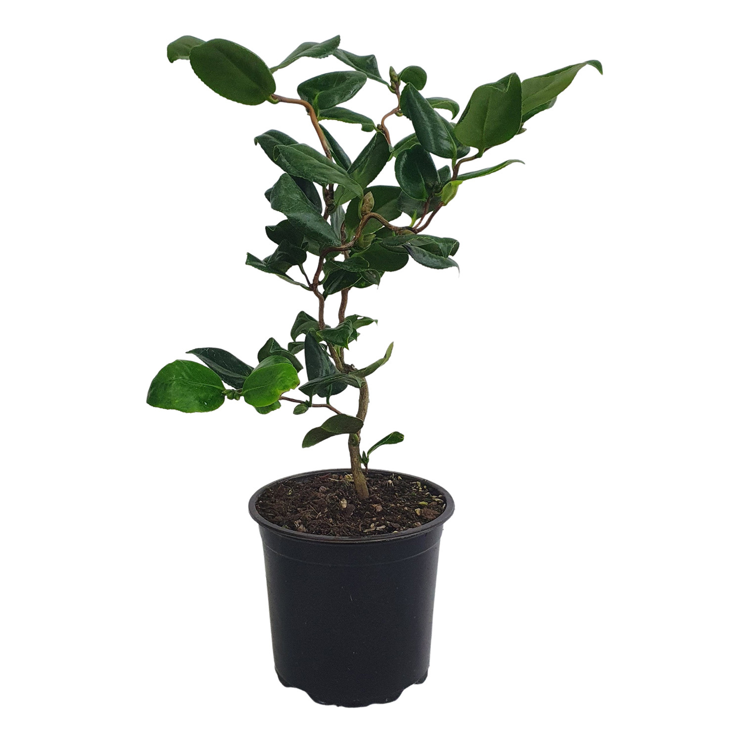 Camellia Curly Lady