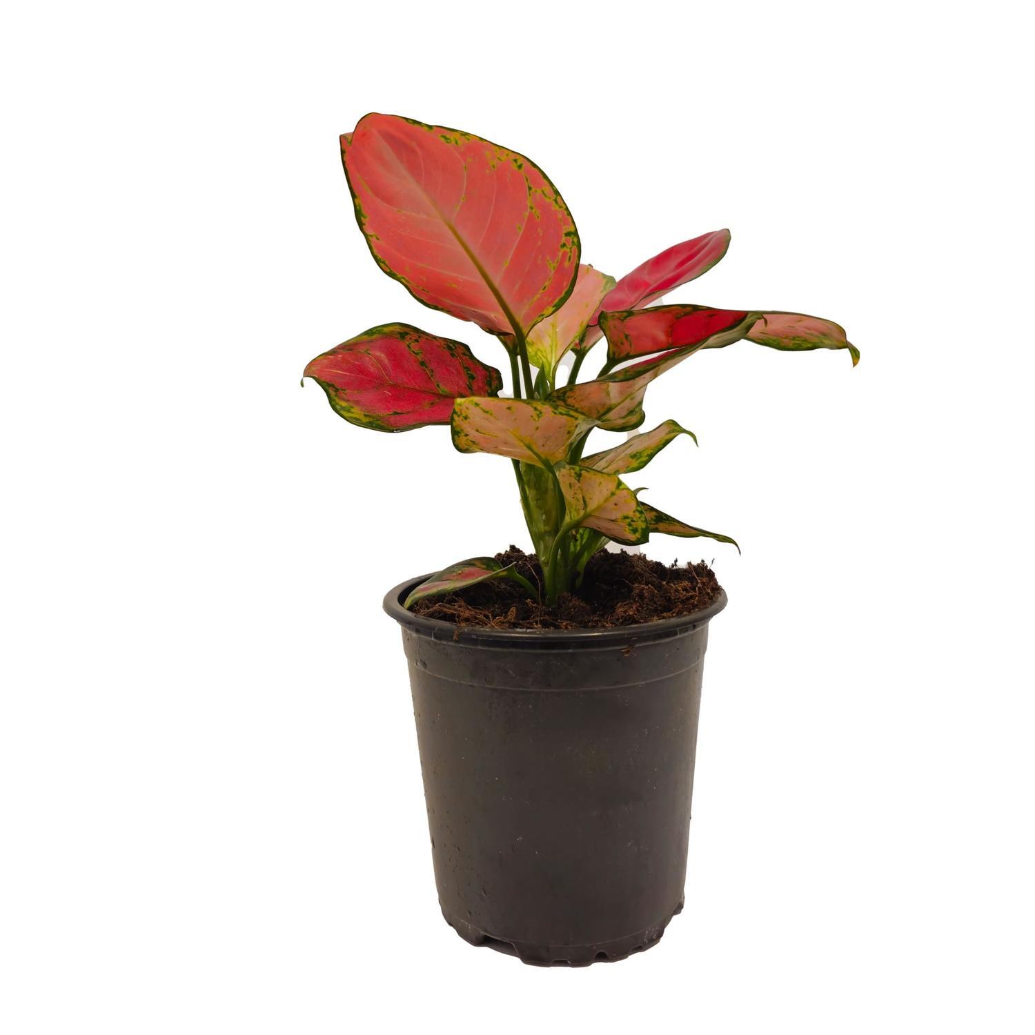 Aglaonema Beauty