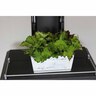 Begonia Rex Little Devils