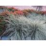 Lomandra White Sands PVR