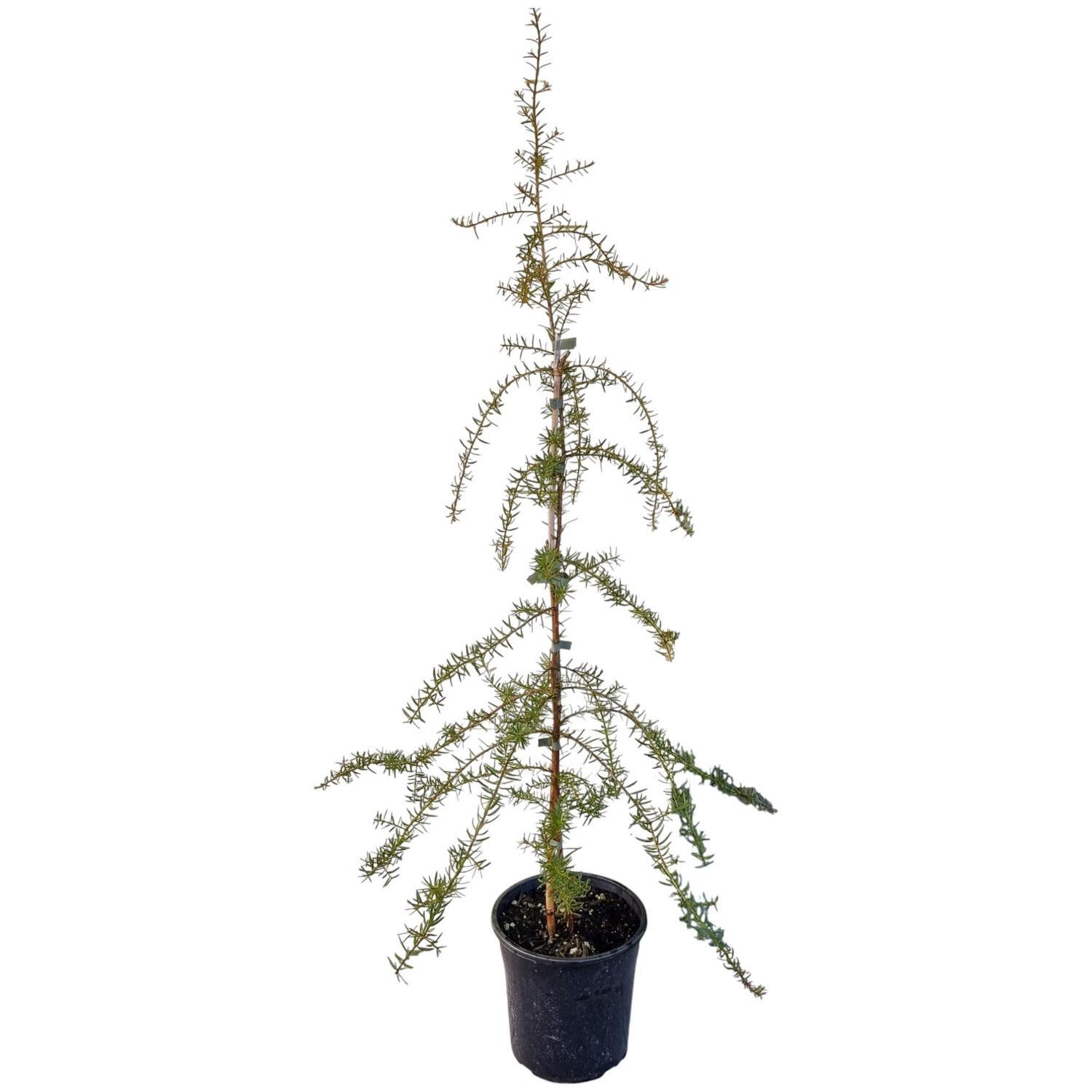 Podocarpus Totara 4L