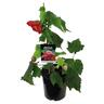 Abutilon Ashford Red 2.5 litre
