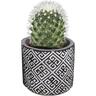 Assorted Cacti in Ceramic Pot