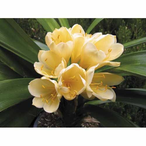 Clivia miniata hybrid Yellow