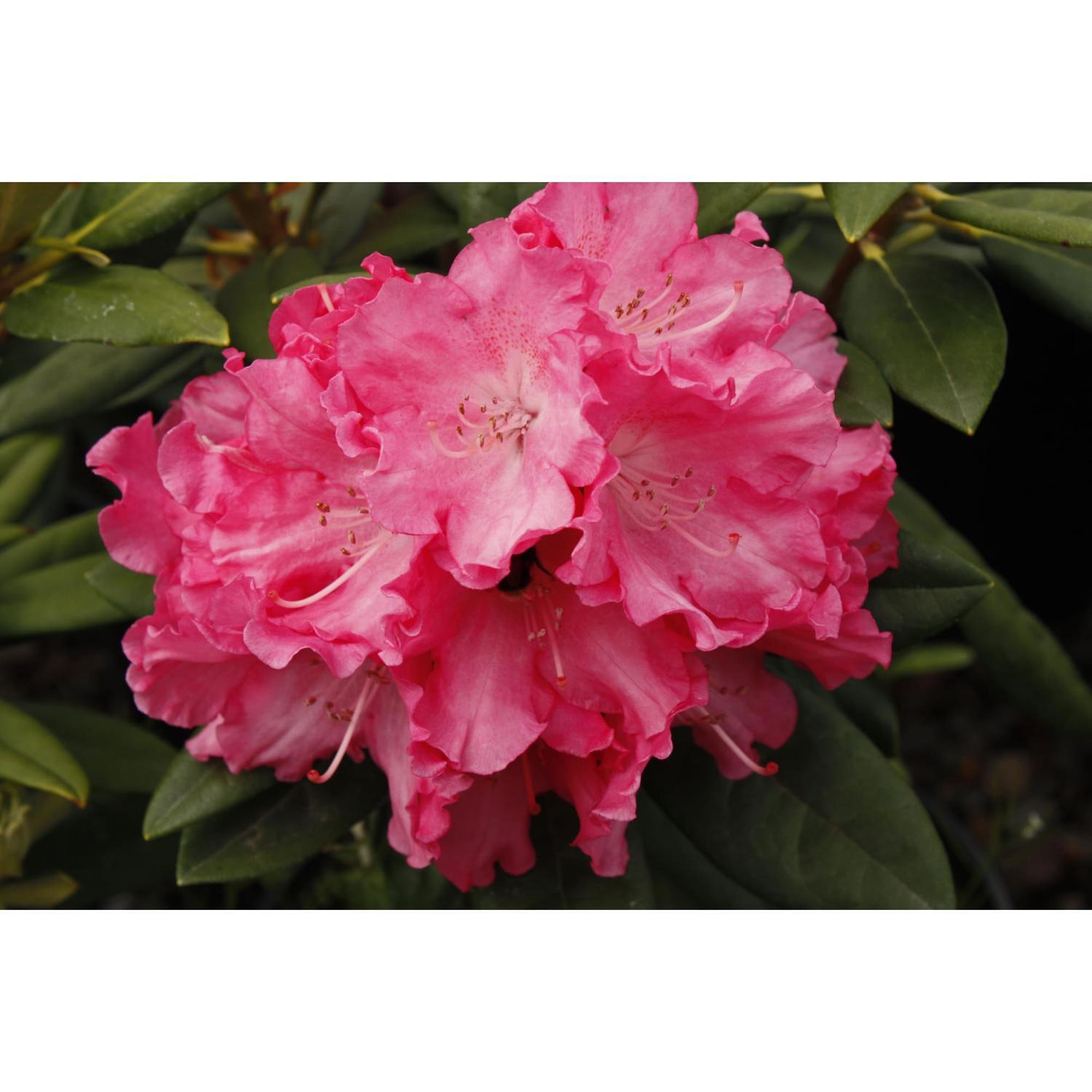 Rhododendron Hydon Hunter