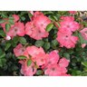 Flower Carpet Rose Coral