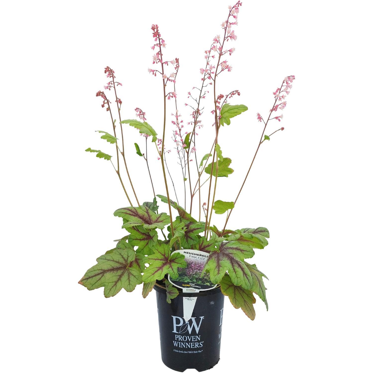 Heucherella 'Pink Fizz'