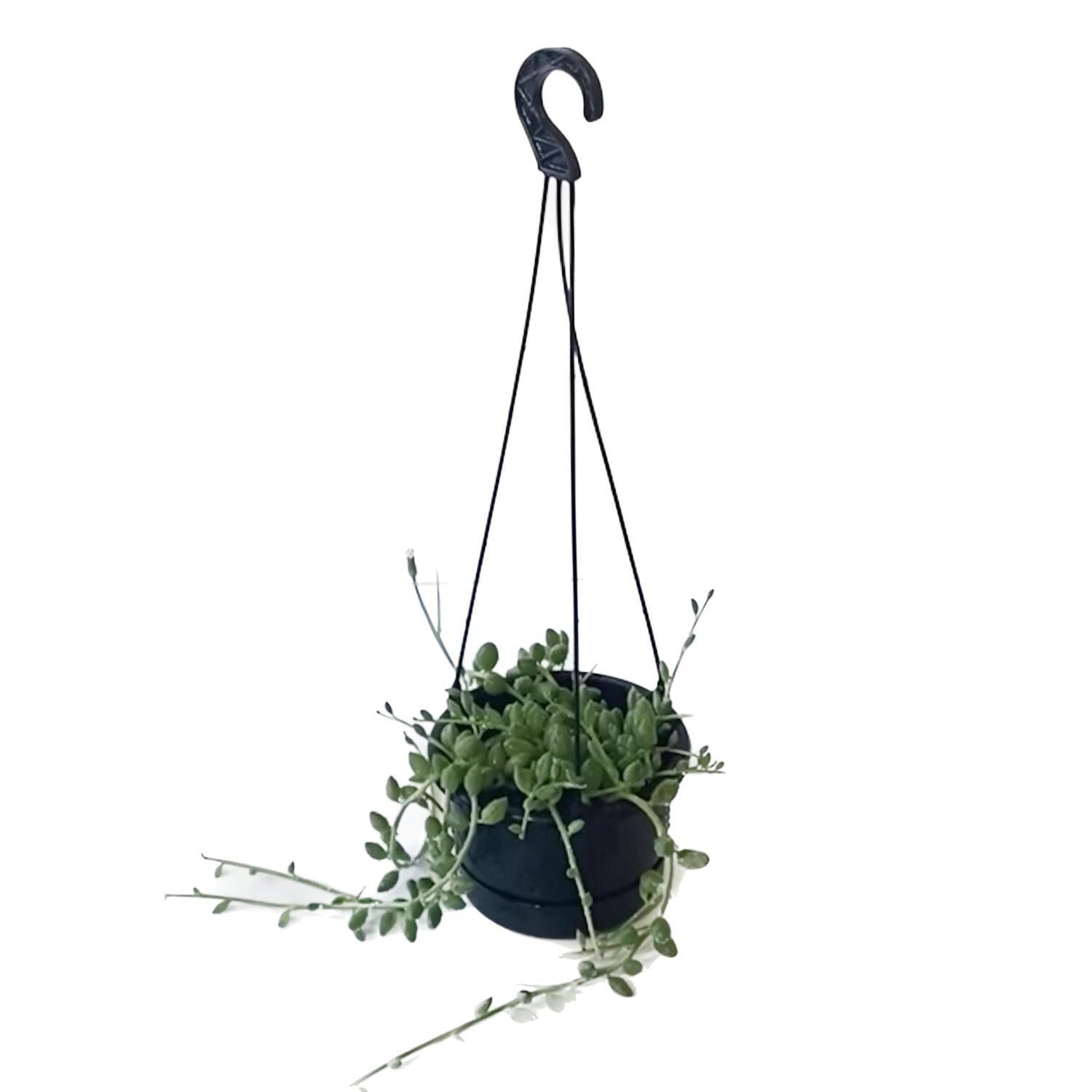 String of Watermelons Basket 14cm