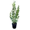 Griselinia Littoralis Broadway Mint  2L