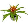 Bromeliad in Ceramic Pot