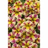 Calibrachoa Holy Moly