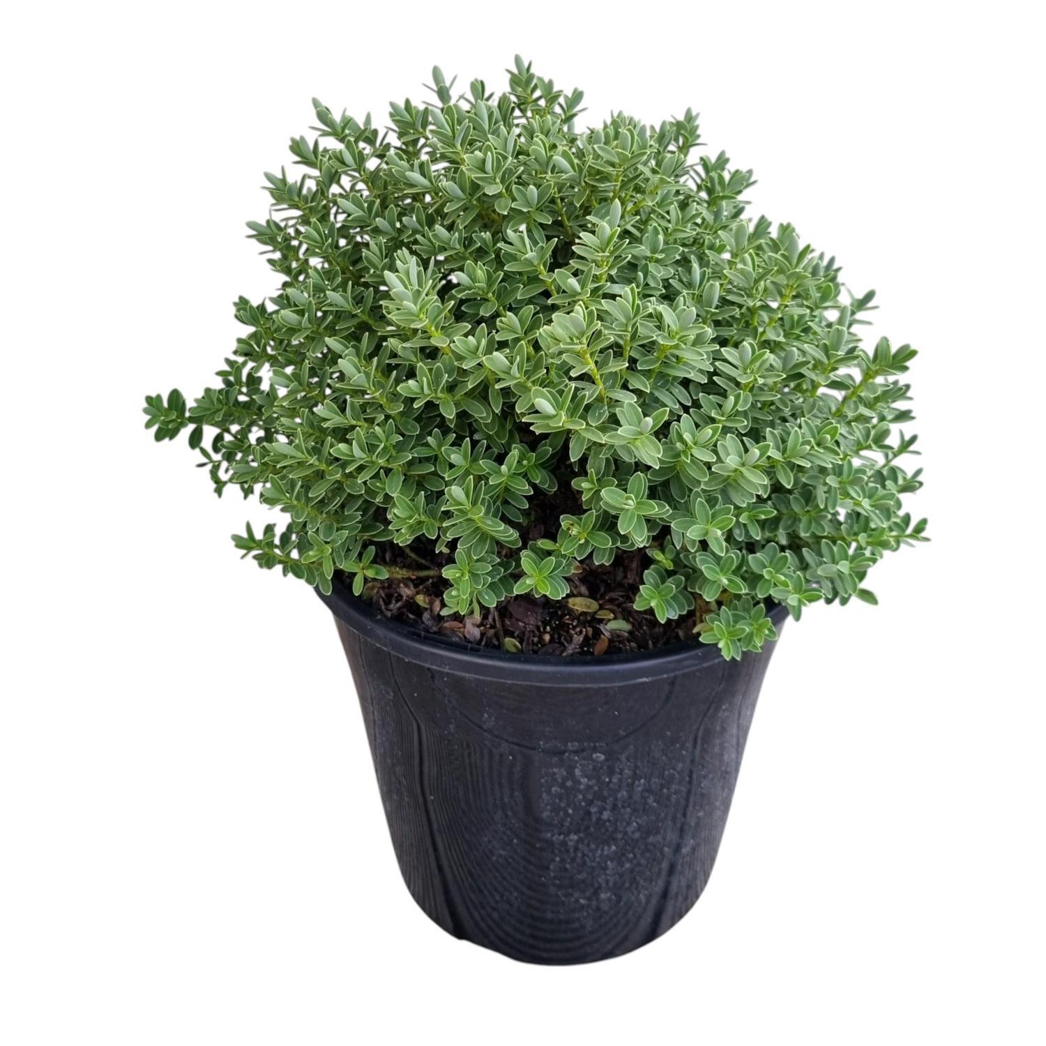 Hebe Sutherlandii 4L