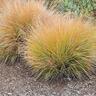 Carex testacea