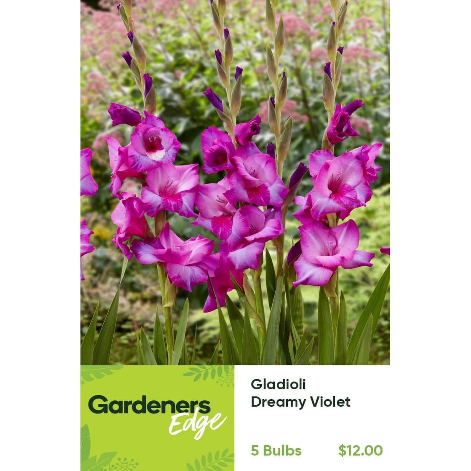 Gladioli Dreamy Violet Pack of 5