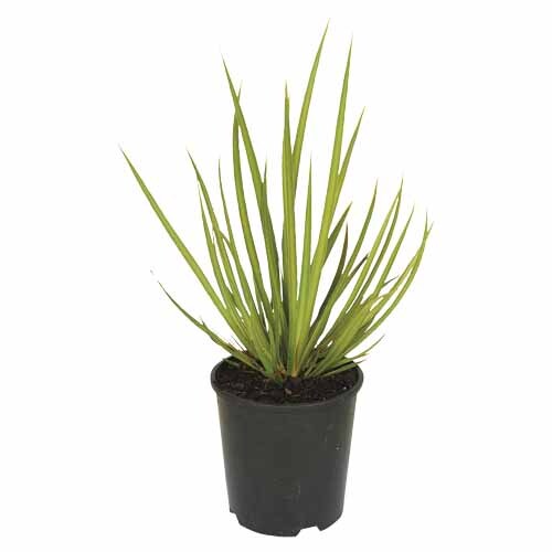 Libertia cranwelliae