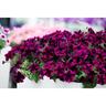Perfectunia Seville