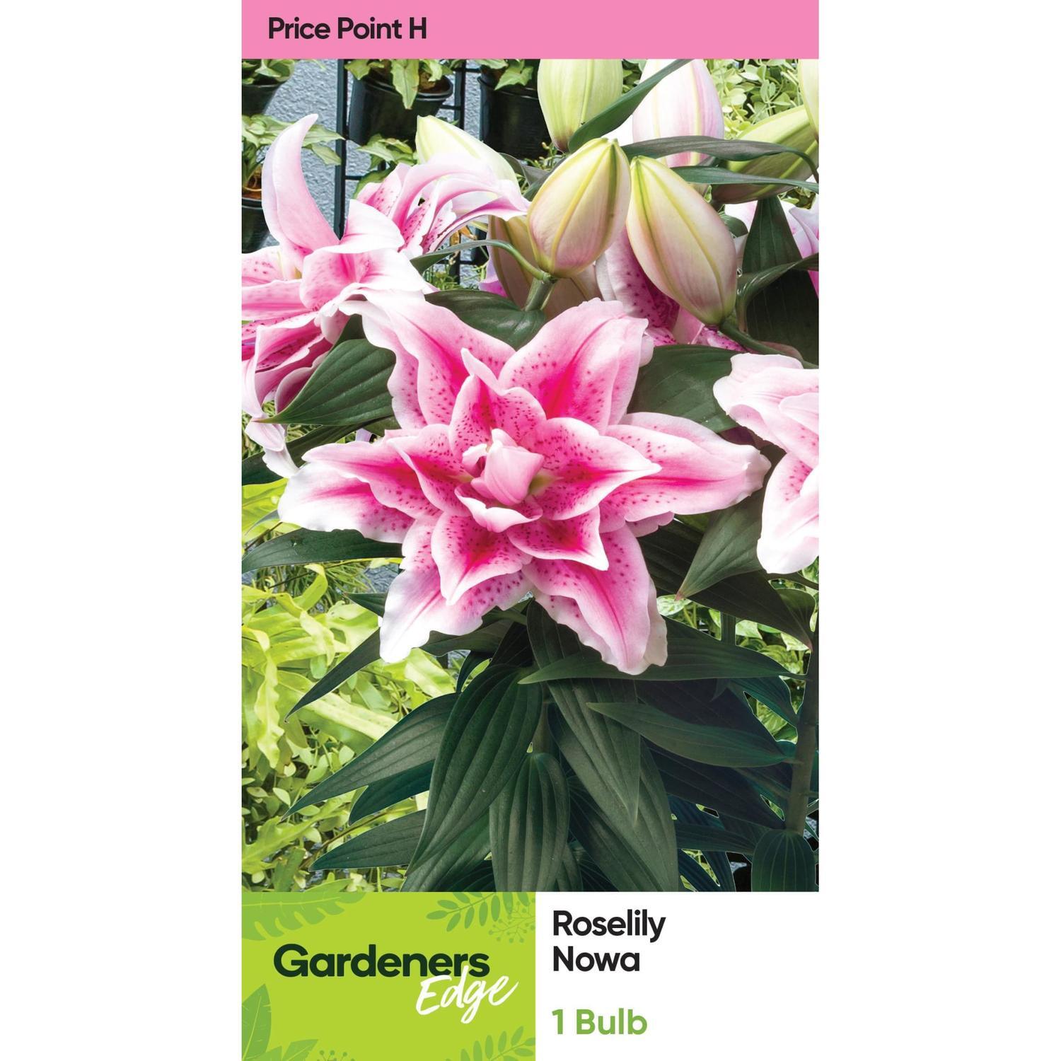 Lily Oriental Roselily Nowa Pack of 1