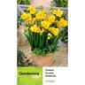 Freesia Double Yellow Goldrush 10 pack