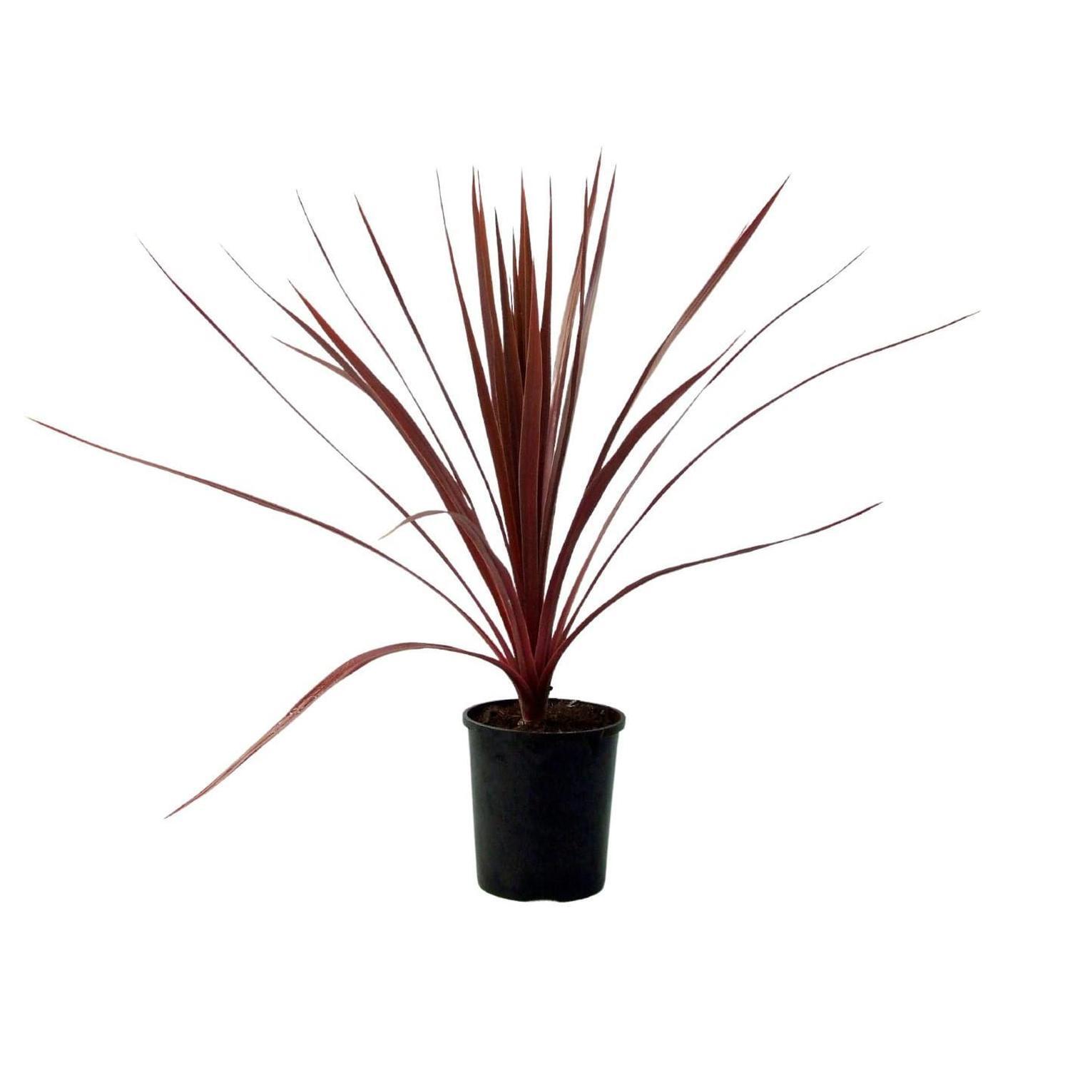 Cordyline Black Knight