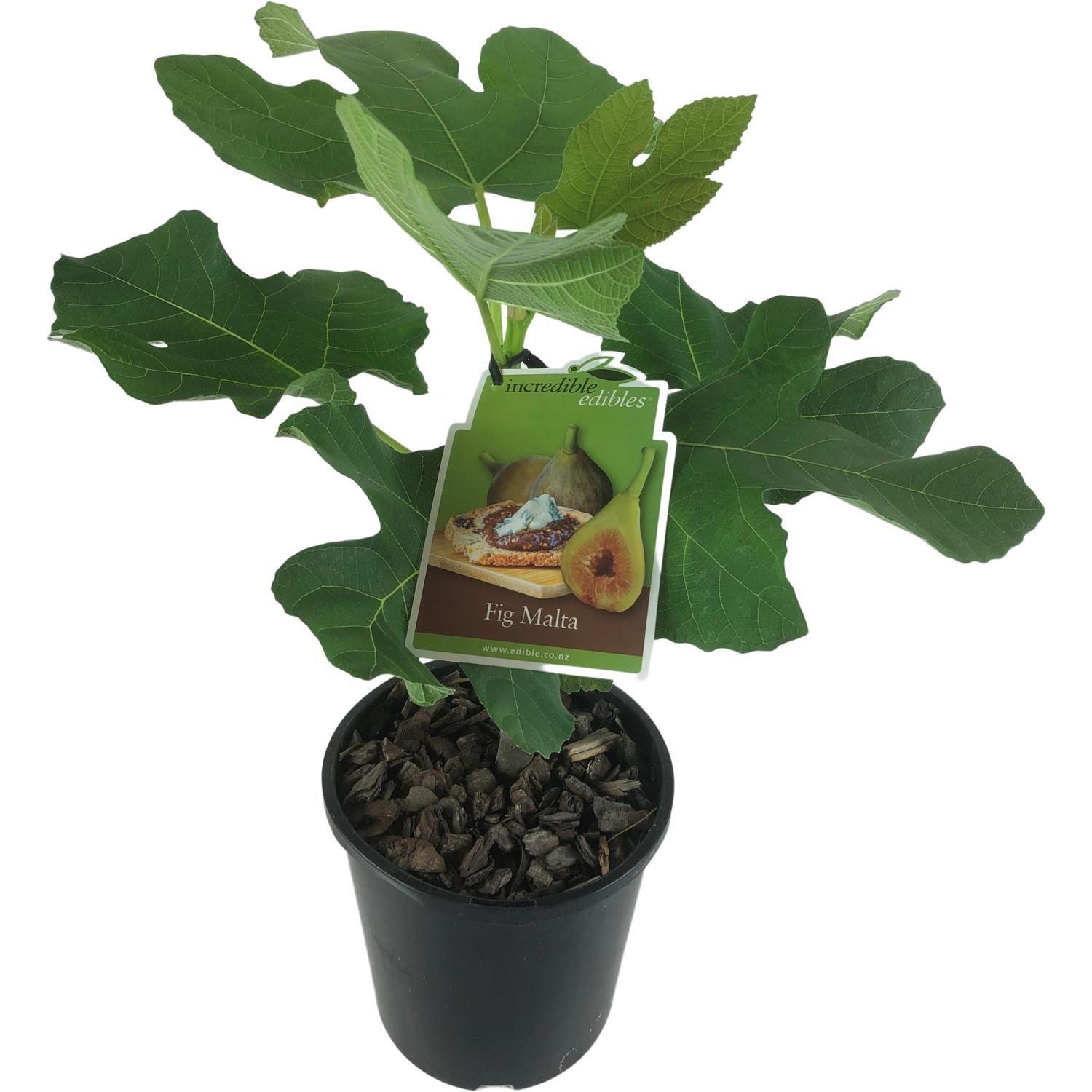 Fig Malta