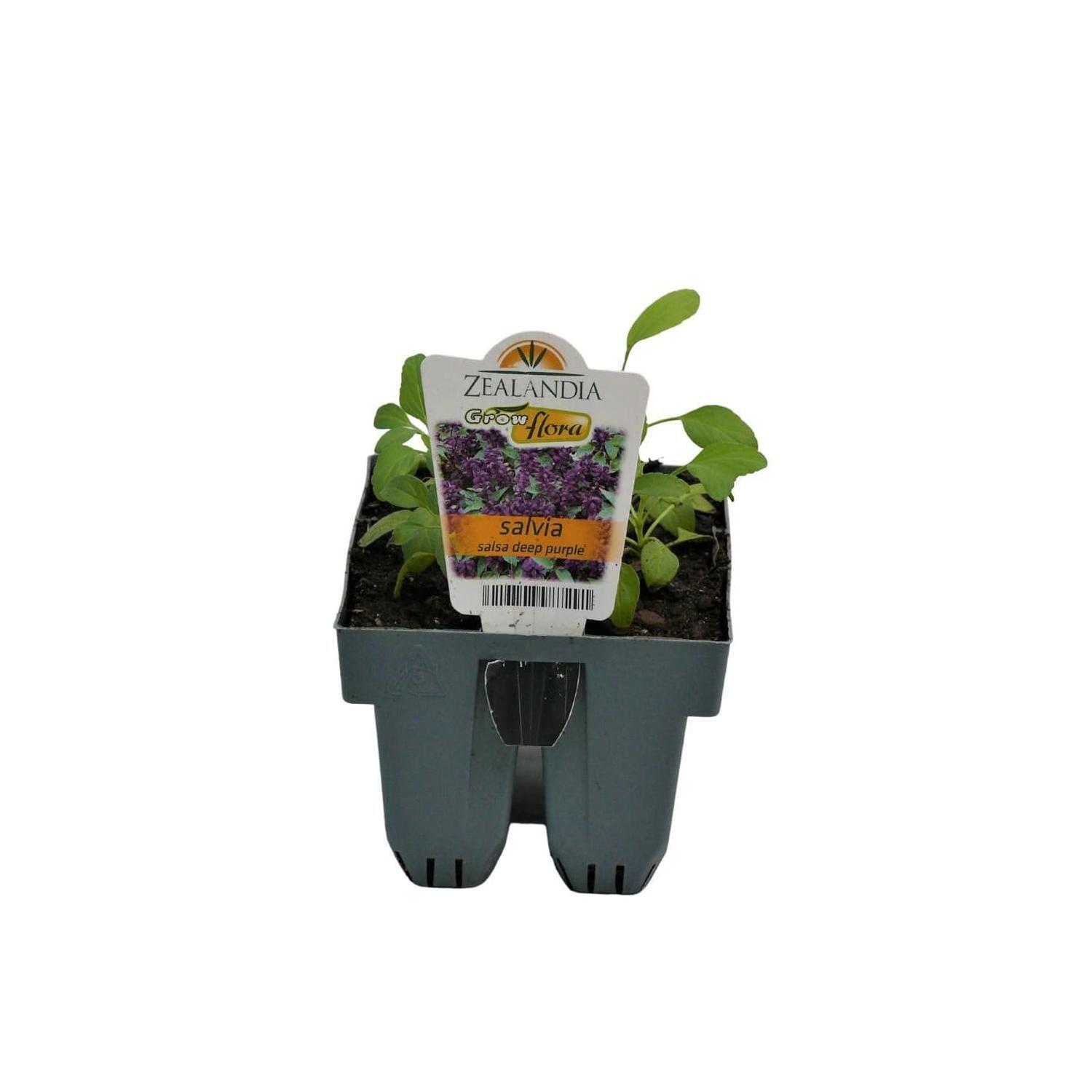 Salvia Salsa