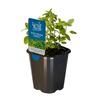 Marjoram Sweet