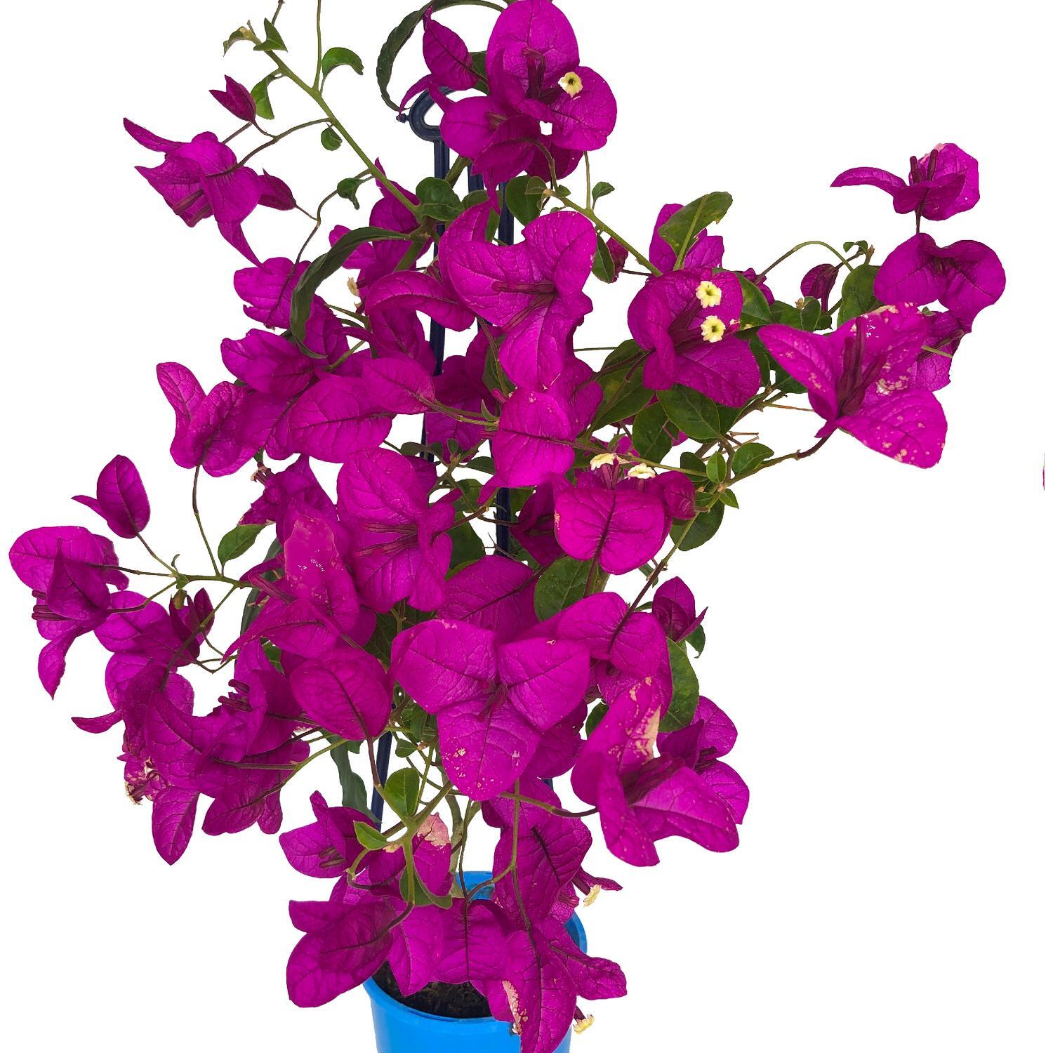 Bouganinvillea Magnifica Trailii