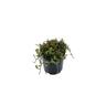 Leptinella dioica 2 Litre