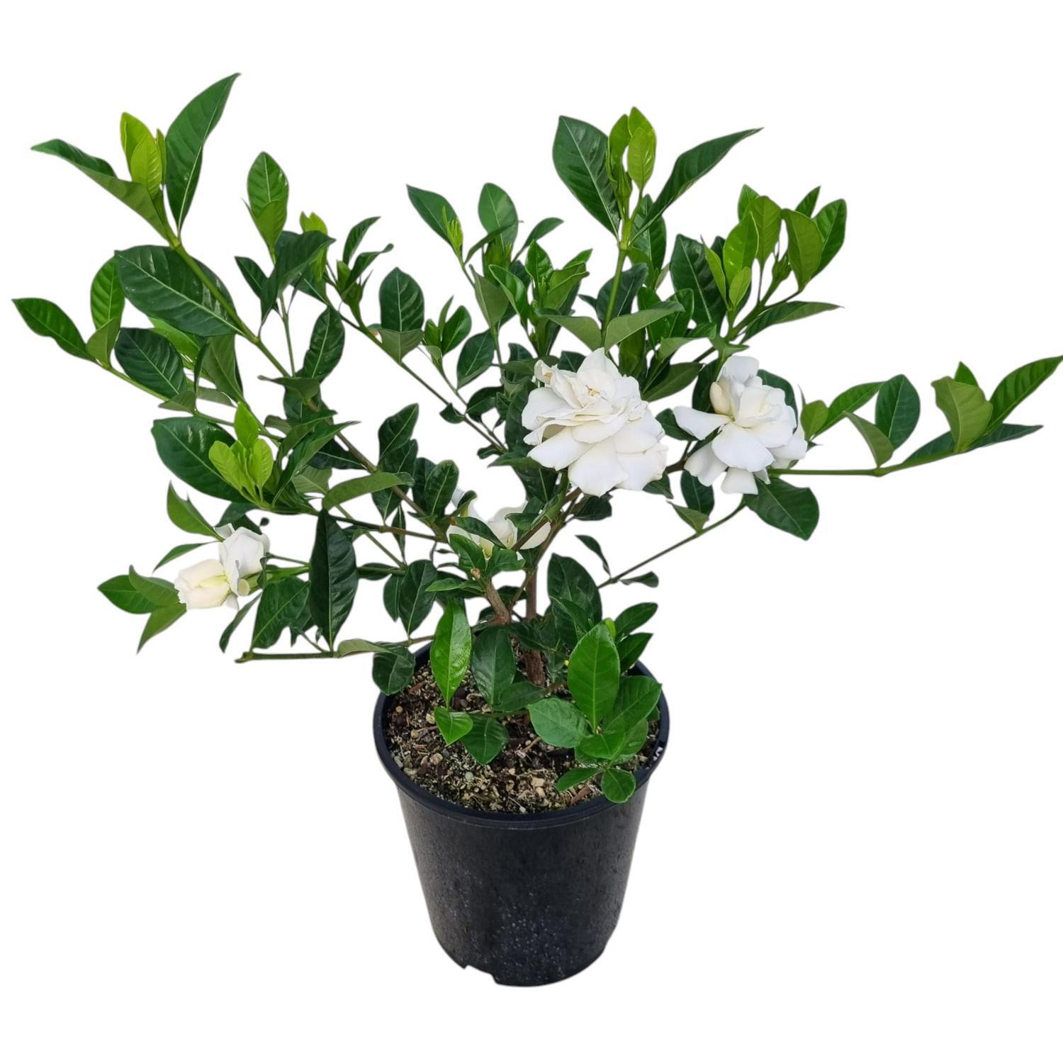Gardenia Veitchii  3.3L