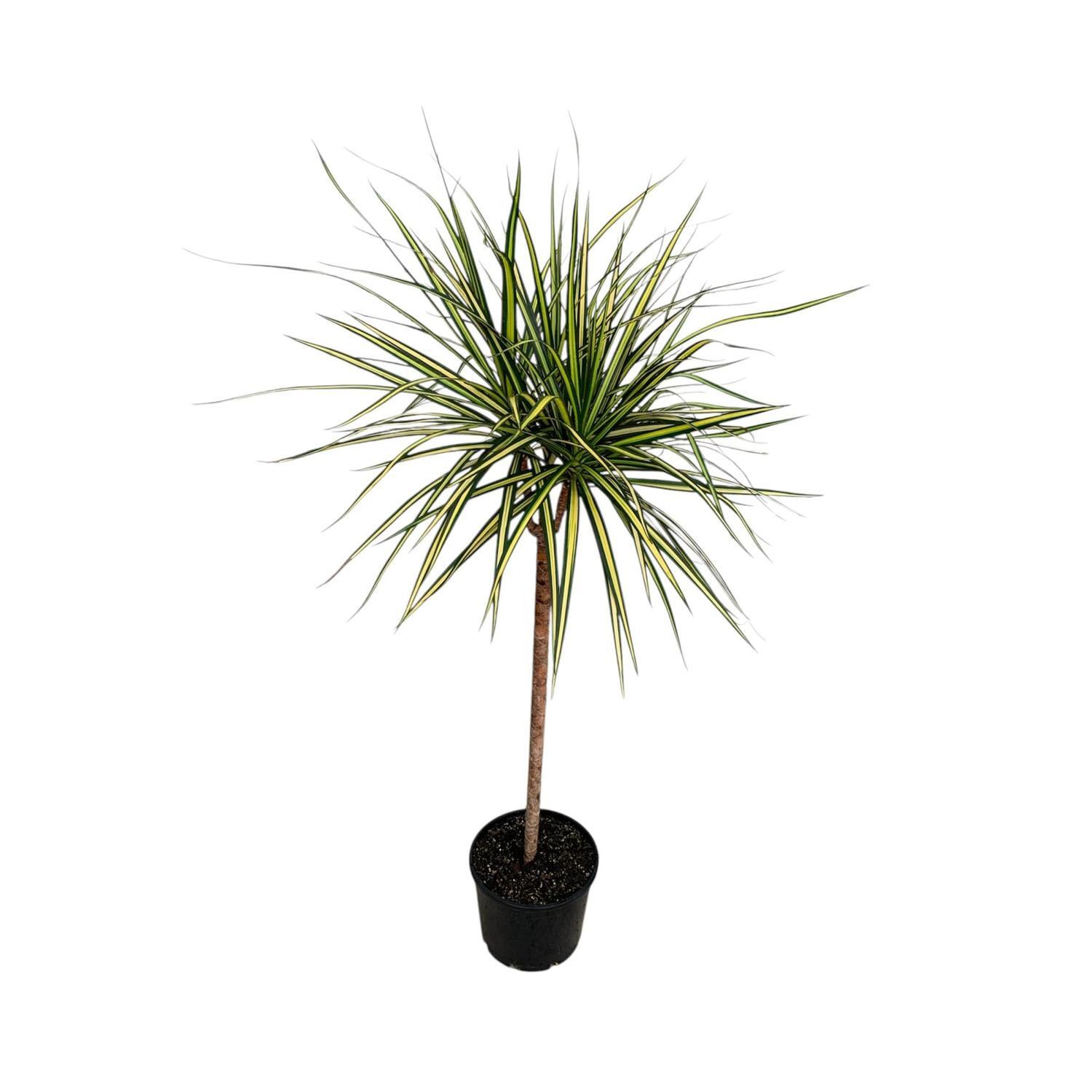 Marginata Golden 20cm