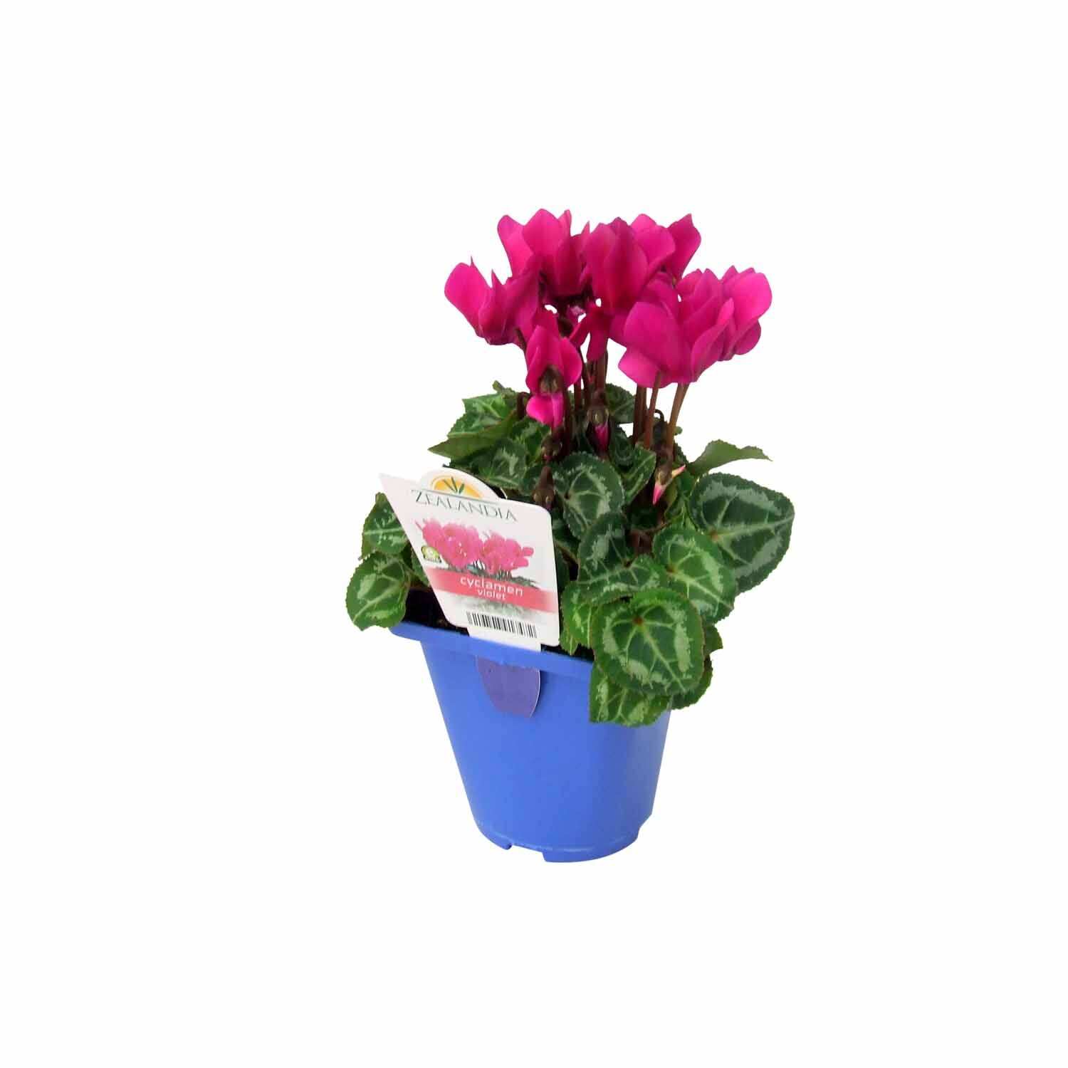 Miniature Cyclamen 'Violet'